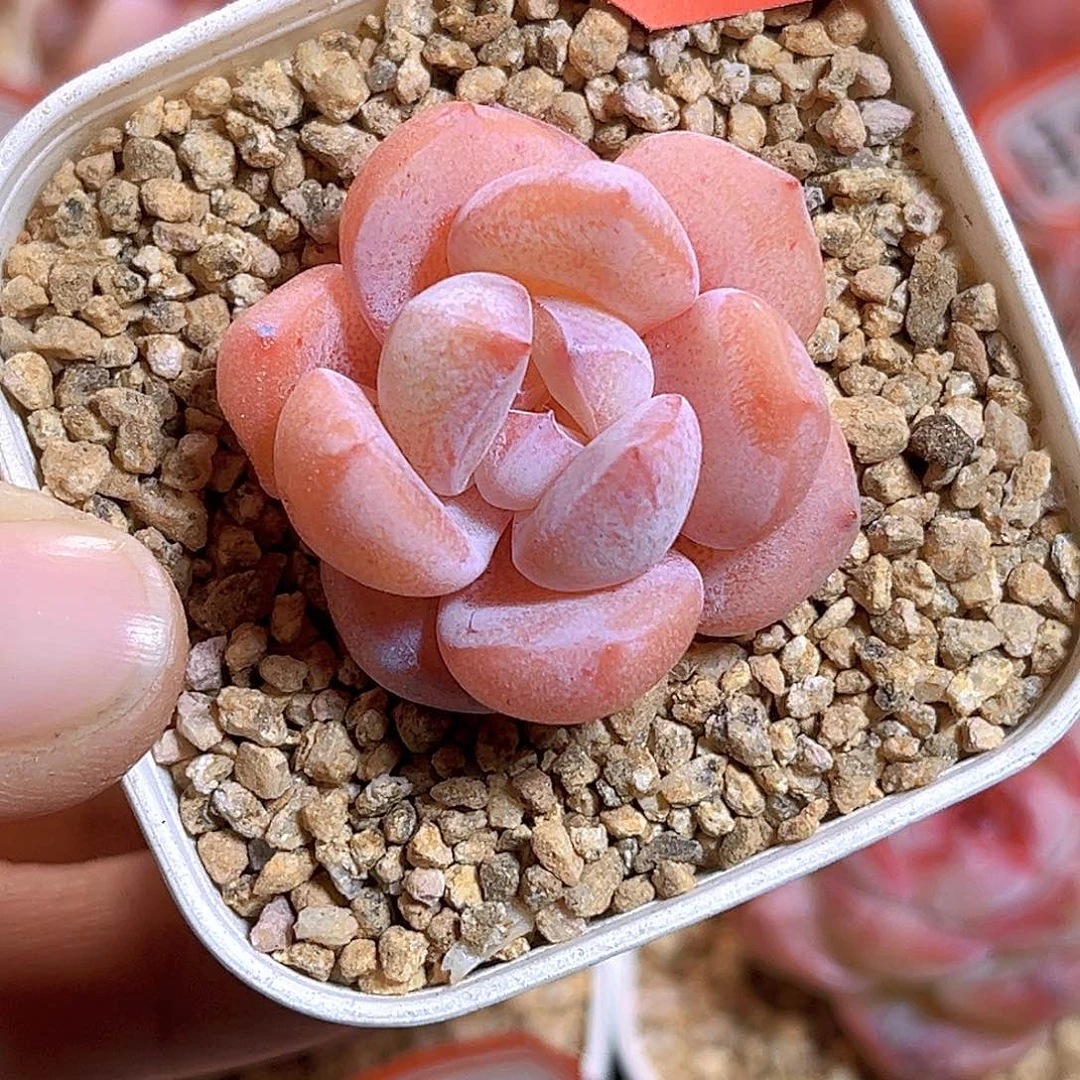 H92  新品珍妮满18包邮