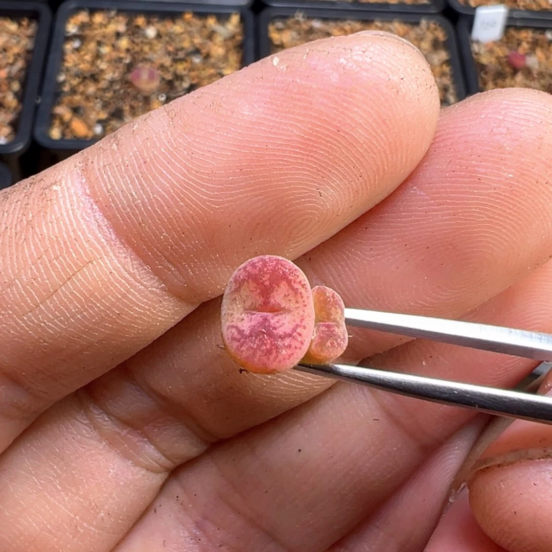 張*怼多肉双头优选杂交一棵 怼怼