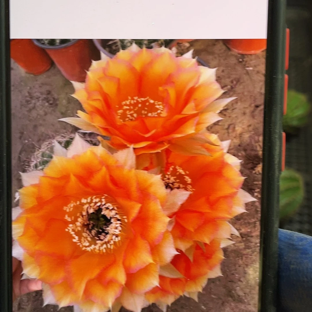 玛雅之星侧芽歪3公分以上满18包邮