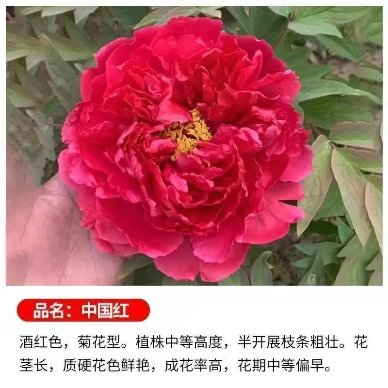 中国红】正宗菏泽大花牡丹花苗北方耐寒盆栽地栽室内庭院花卉牡丹