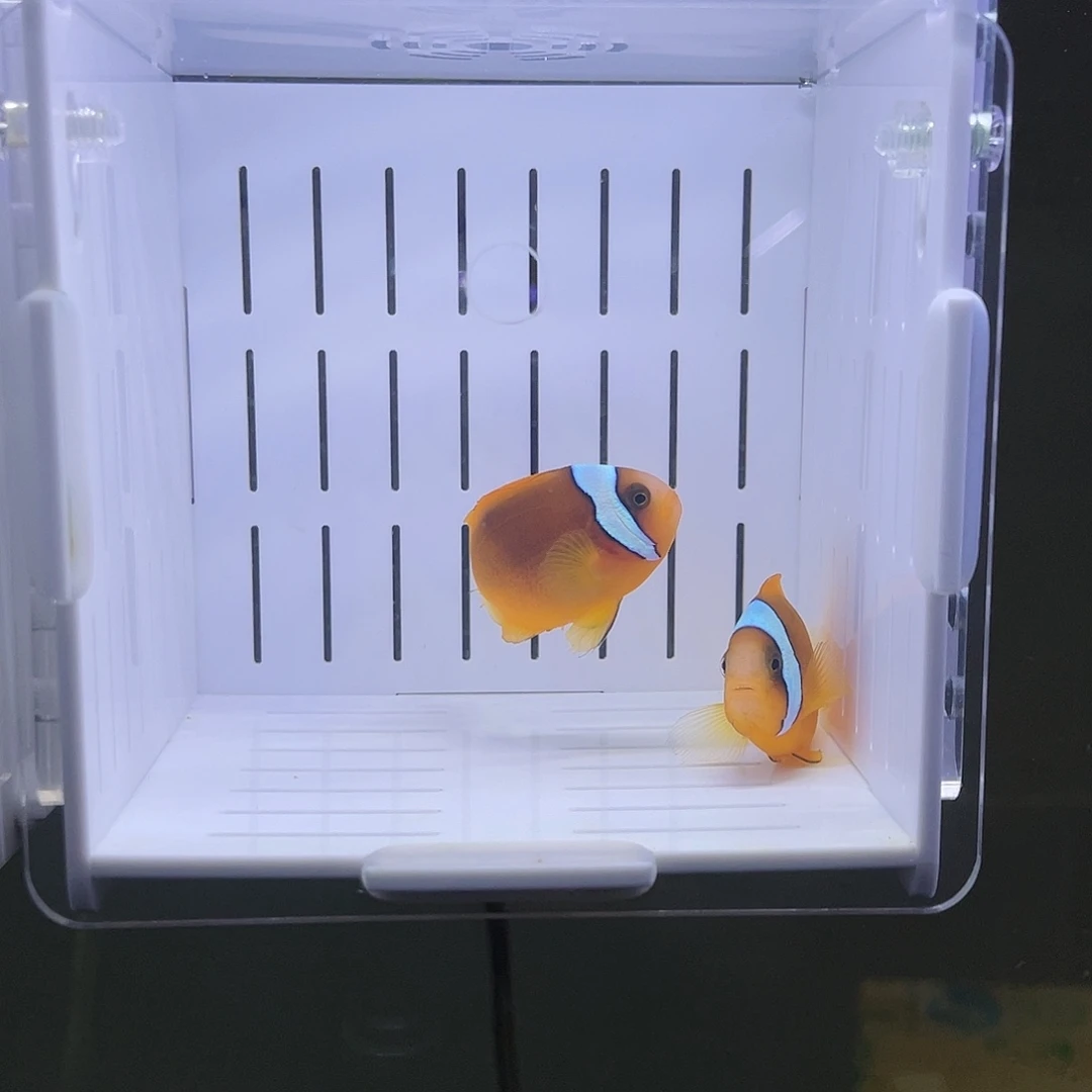 海水鱼5公分精品对装番茄