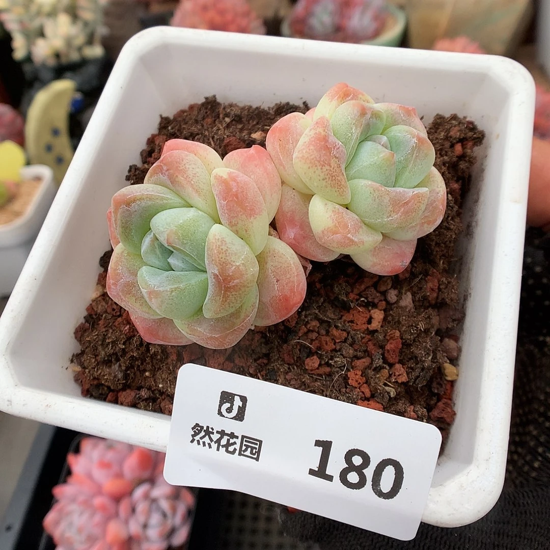 180冰玉多肉植物6663