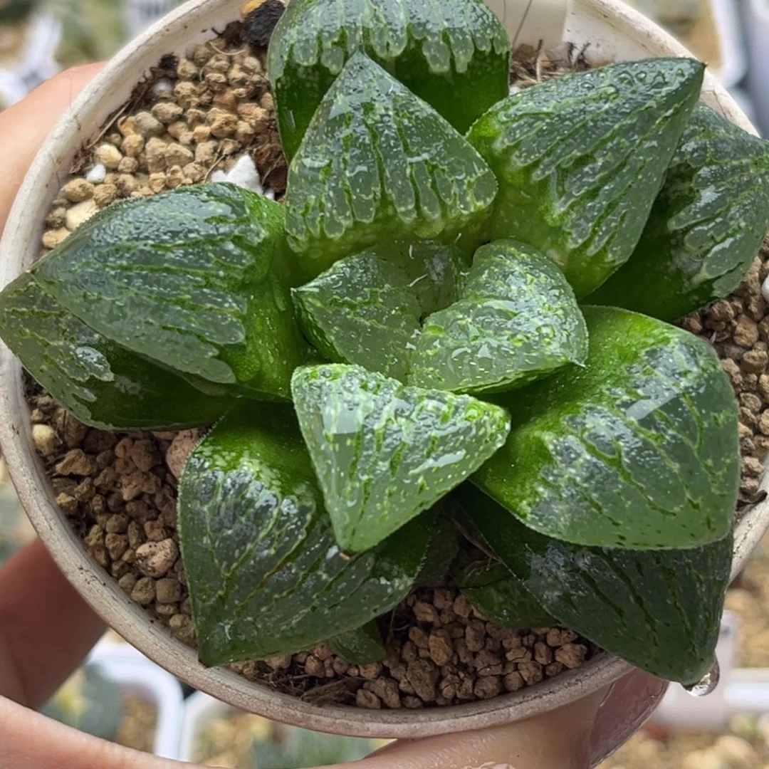 37实生寿十二卷多肉