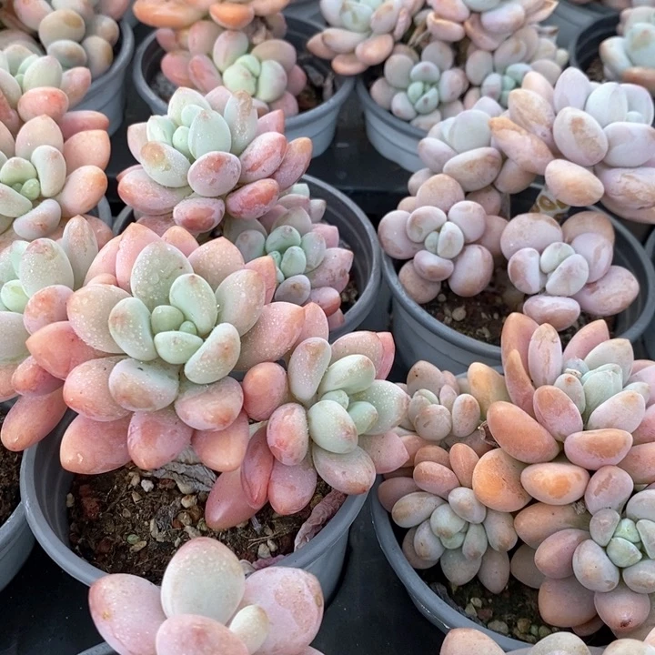 07红洛神 群生 福利多多