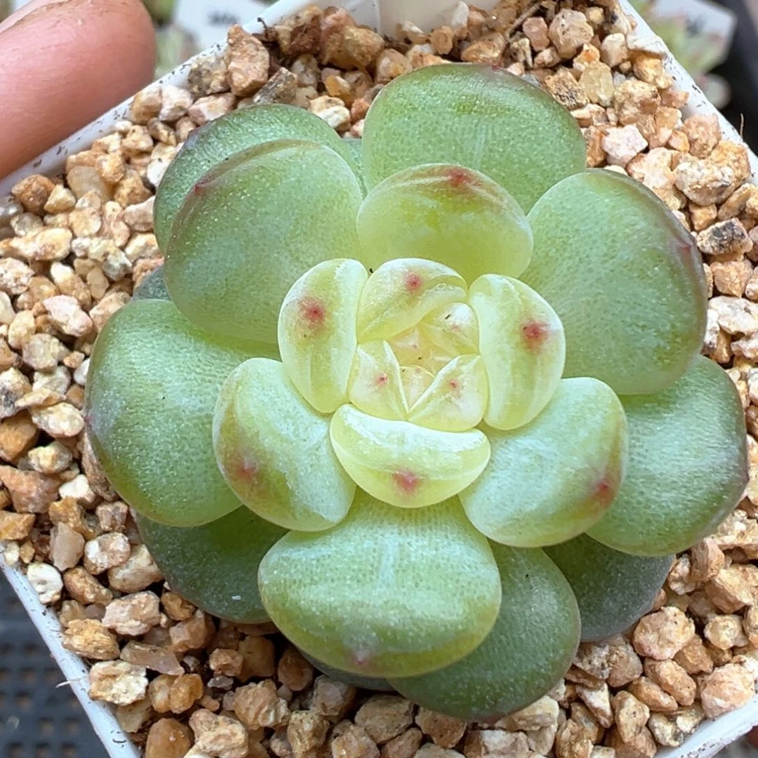 810号清梦晗雨多肉植物