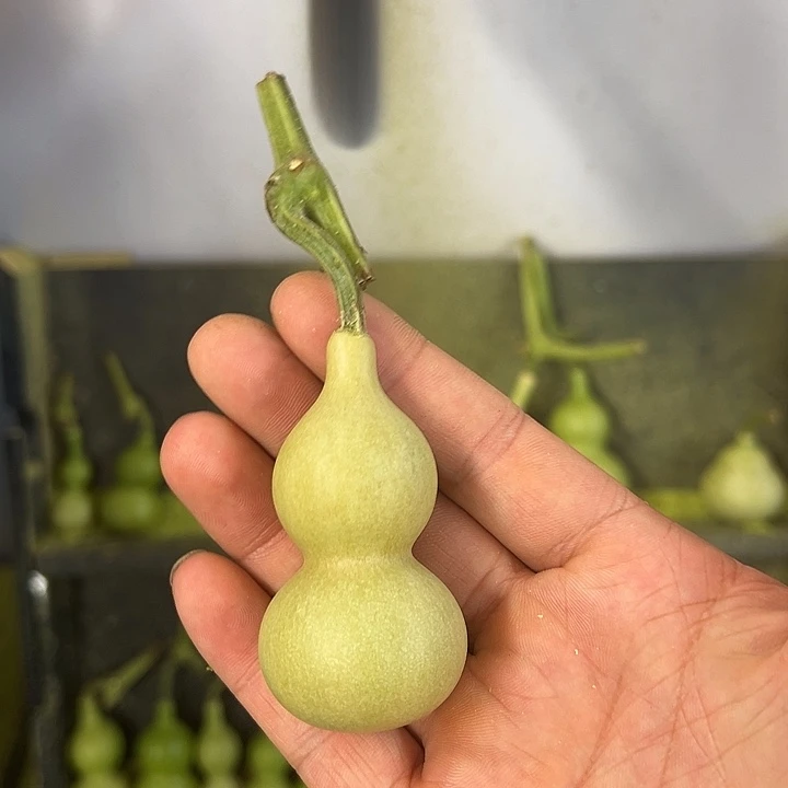╰***憶天津嘴儿葫芦葫芦