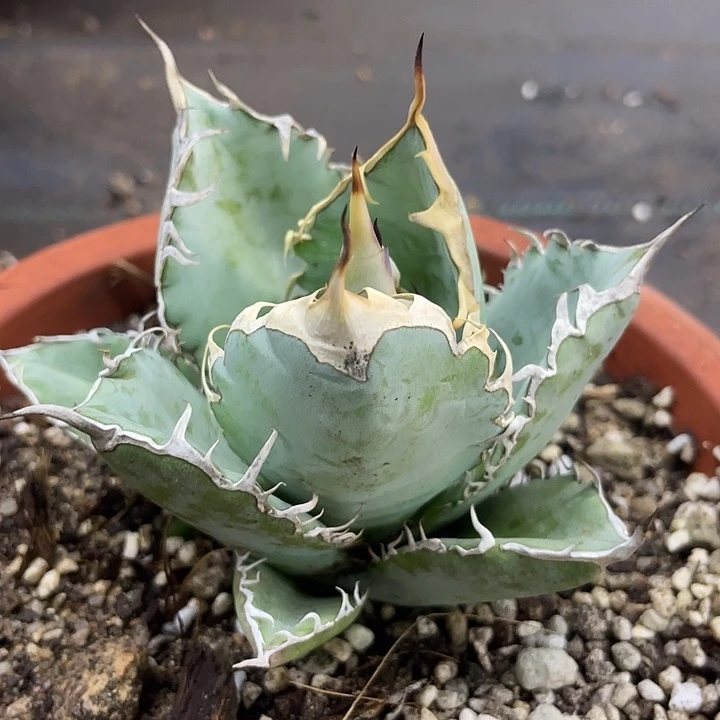 蓝肌222222222222222