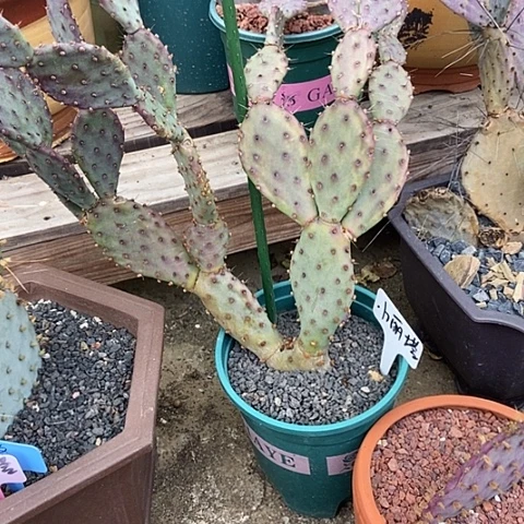 用***5仙人掌红重8号落地