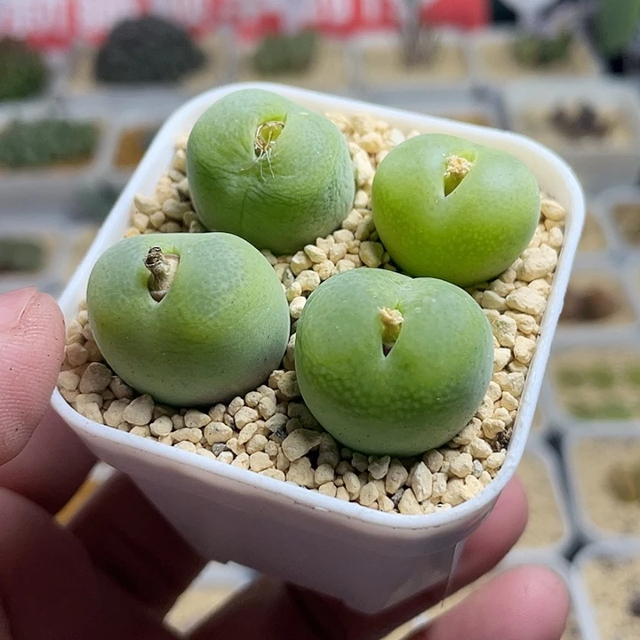 佳人园艺多肉生石花翠光玉598