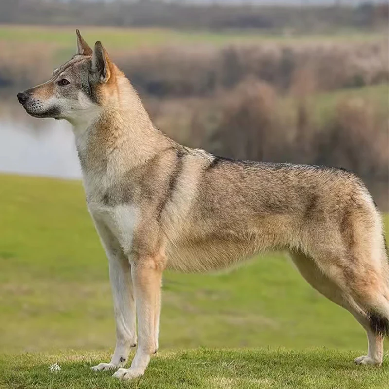 捷克狼犬幼犬纯种活体宠物狗狗大型犬牧羊犬狼狗杰克狼犬家养