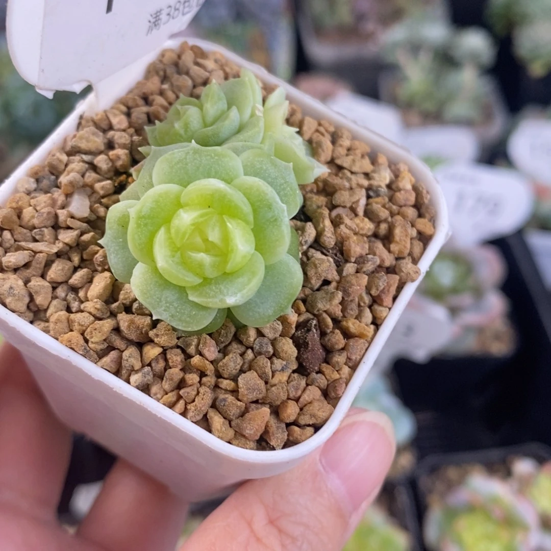 翡翠留心三头福利181号