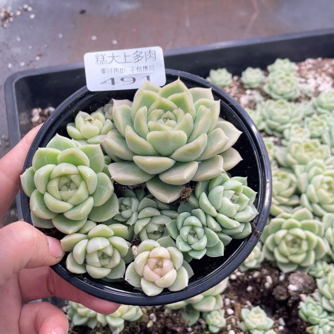 糕大上多肉植物491
