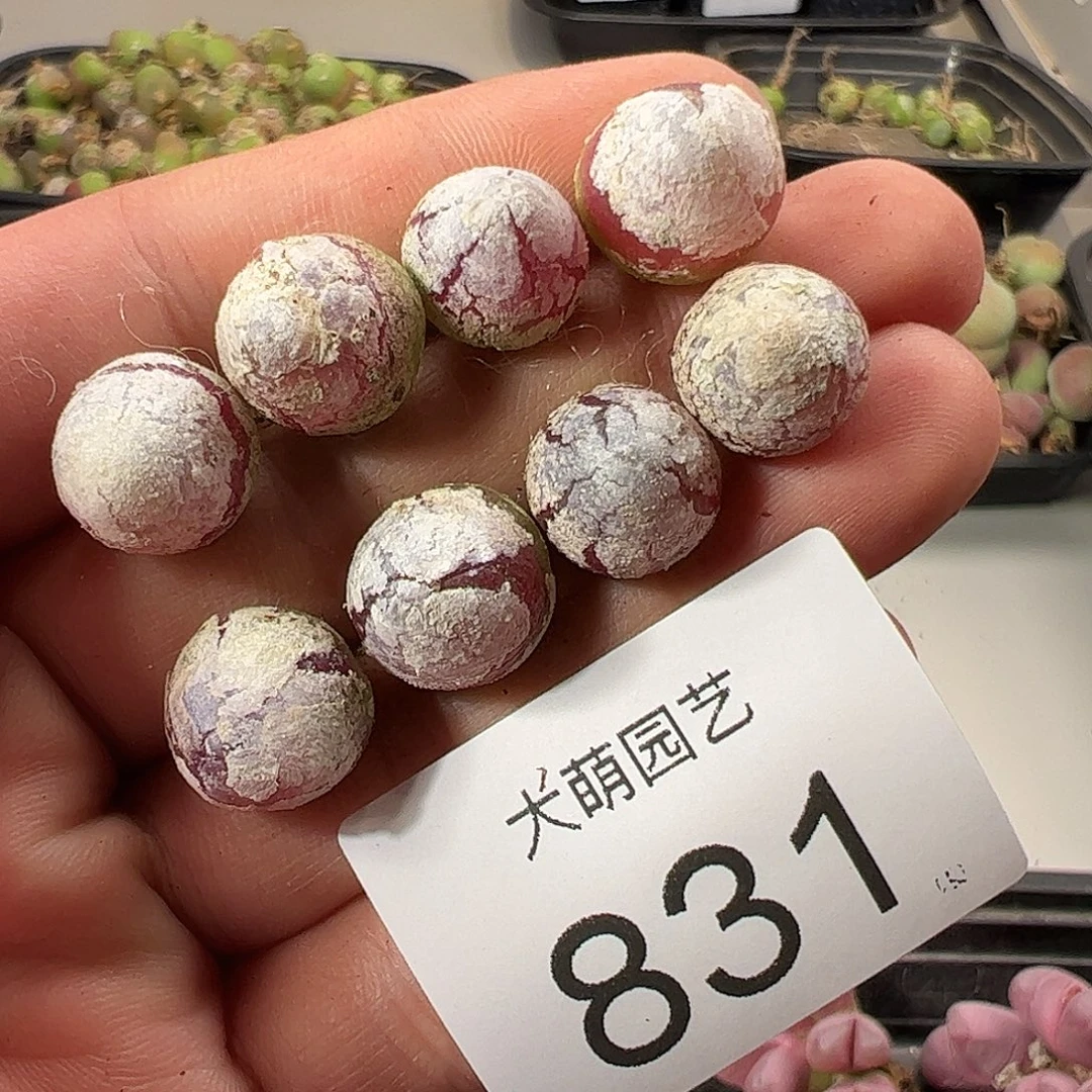 一物一拍。        831