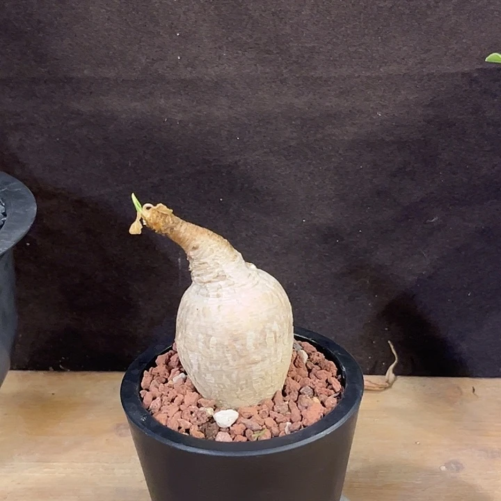 朱***功汤圆植物樱花大戟