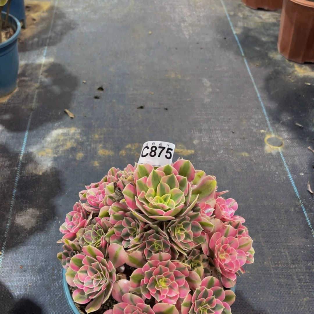 【闪购商品】87500粉女巫