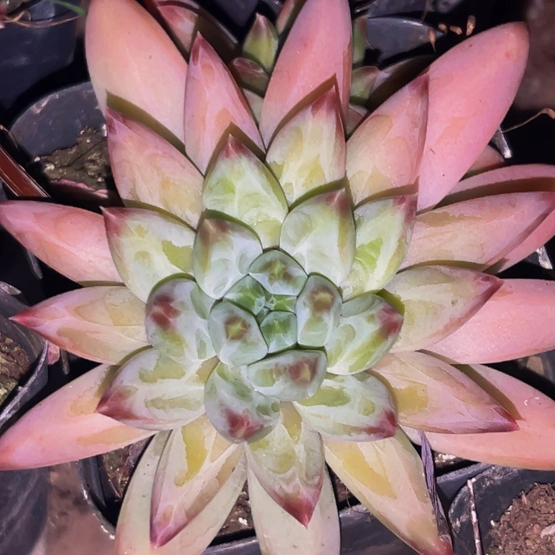 桔云多肉美人精品系列