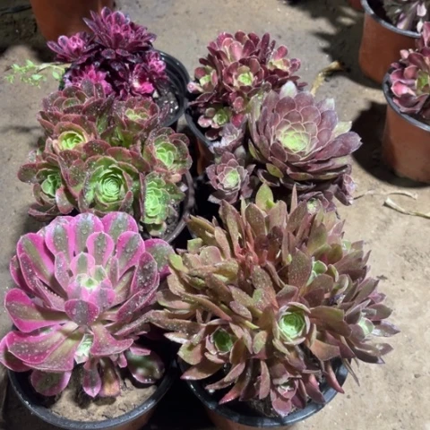 953多肉植物组合