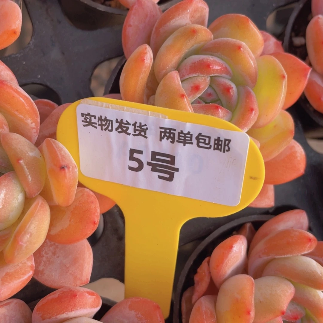 5号韩版全明星单头两个