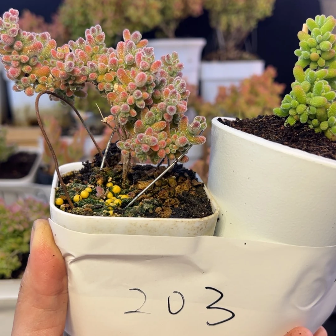 冰晶蜜橘组203➕小惊喜