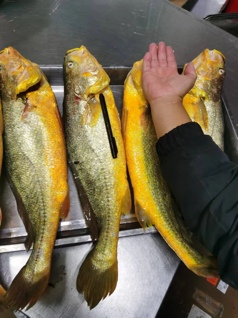 福建半天然深海大黄鱼野化大黄花鱼海鲜水产鲜活黄鱼3斤以上鲜嫩