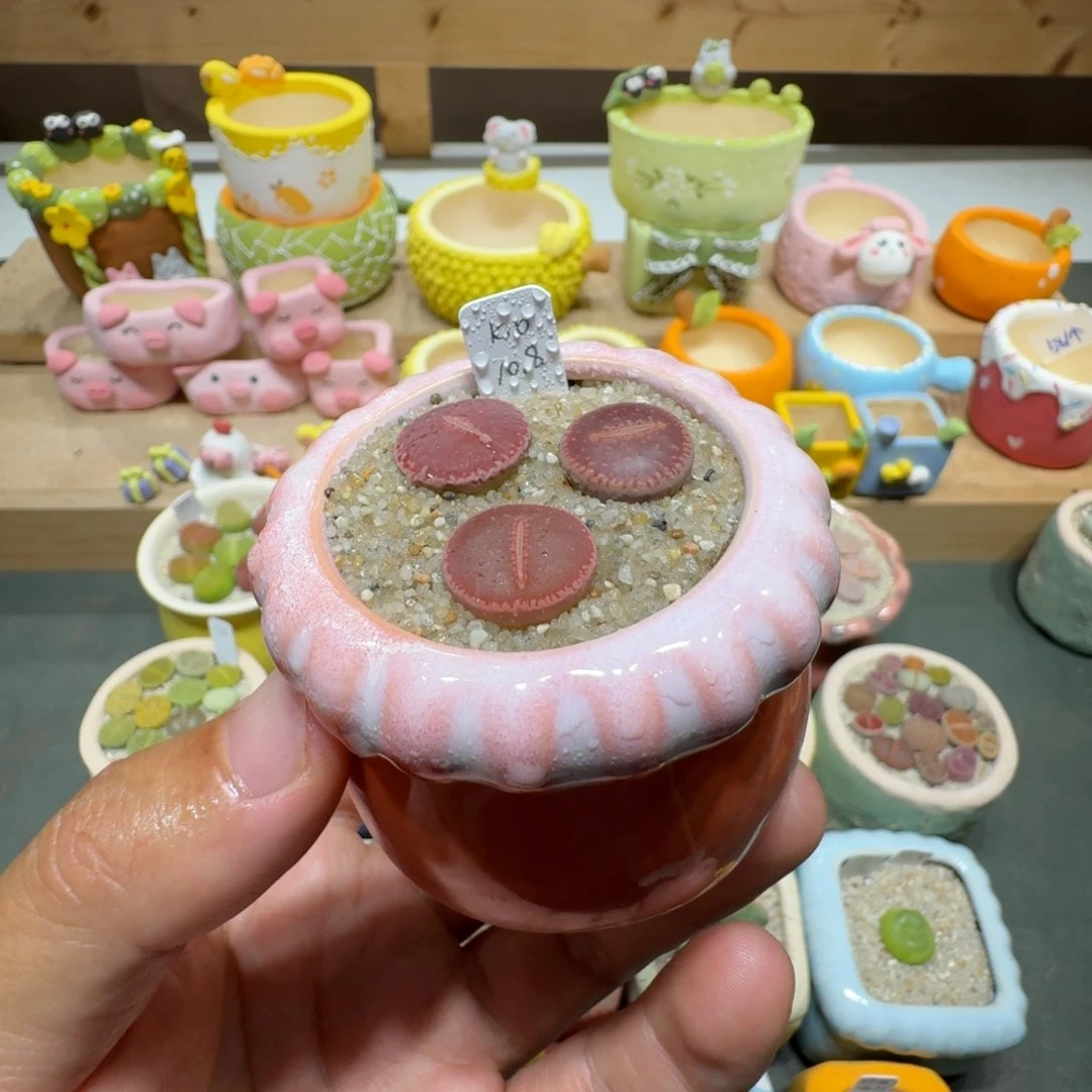 蘑菇205ko花花花花