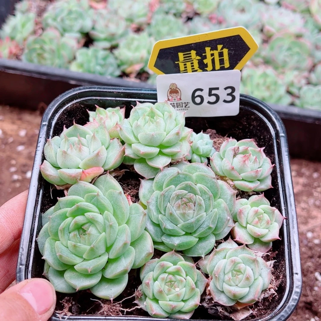多肉植物多肉植物