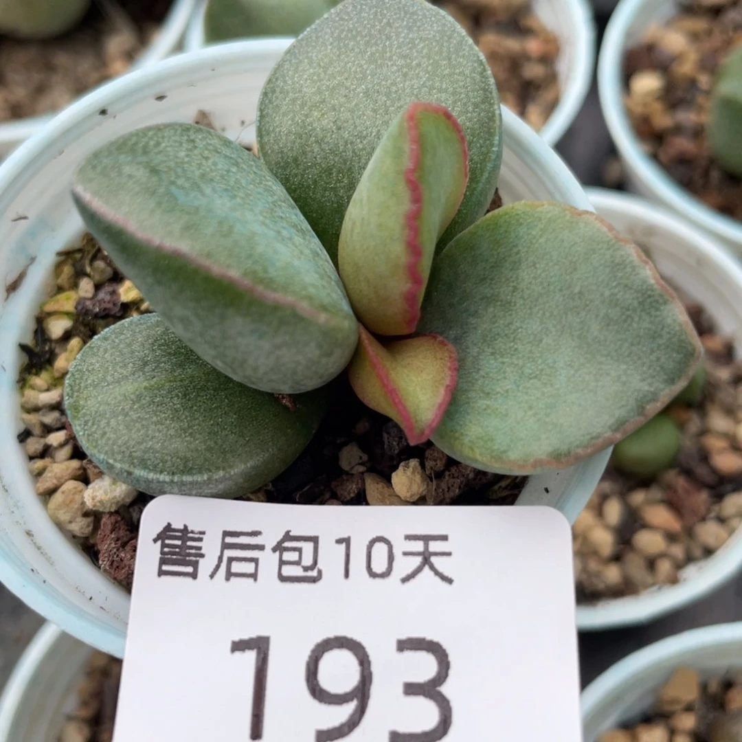 福利。  福利。