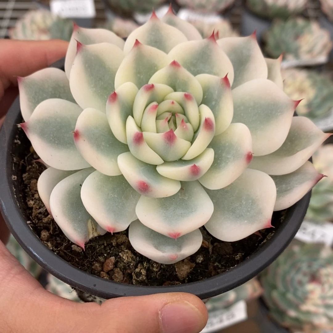吉娃娃锦多肉植物6868