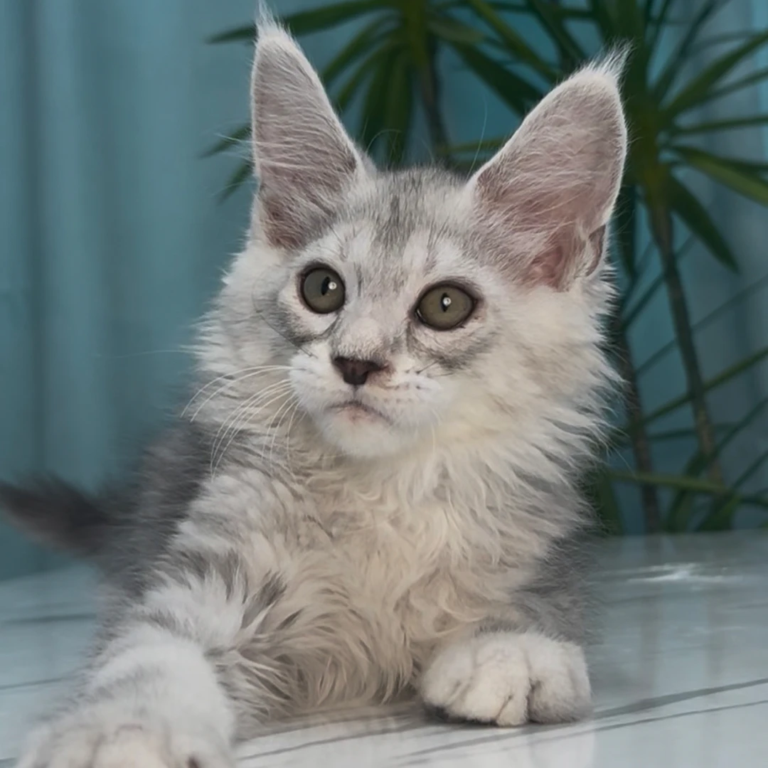 3号银虎弟弟缅因猫