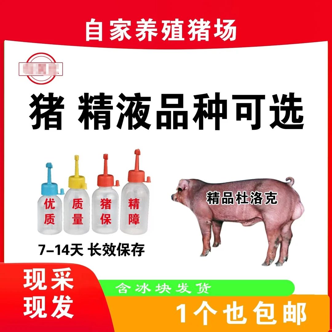 红杜猪精包原种包邮生态养殖健康大白猪精包原种包邮生态养殖健康