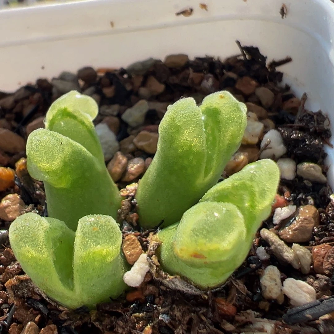 213多肉植物百科植物