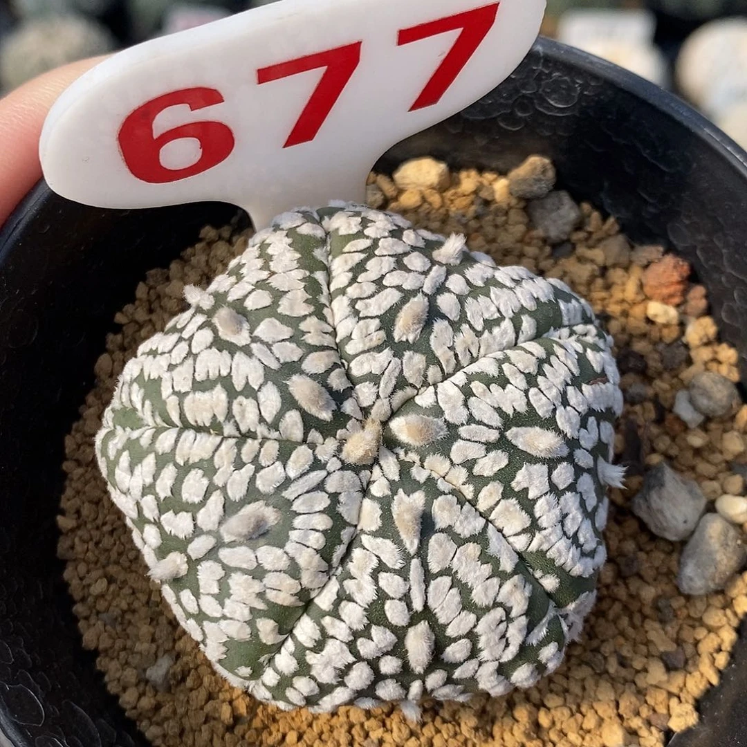 677五愣兜系列的一