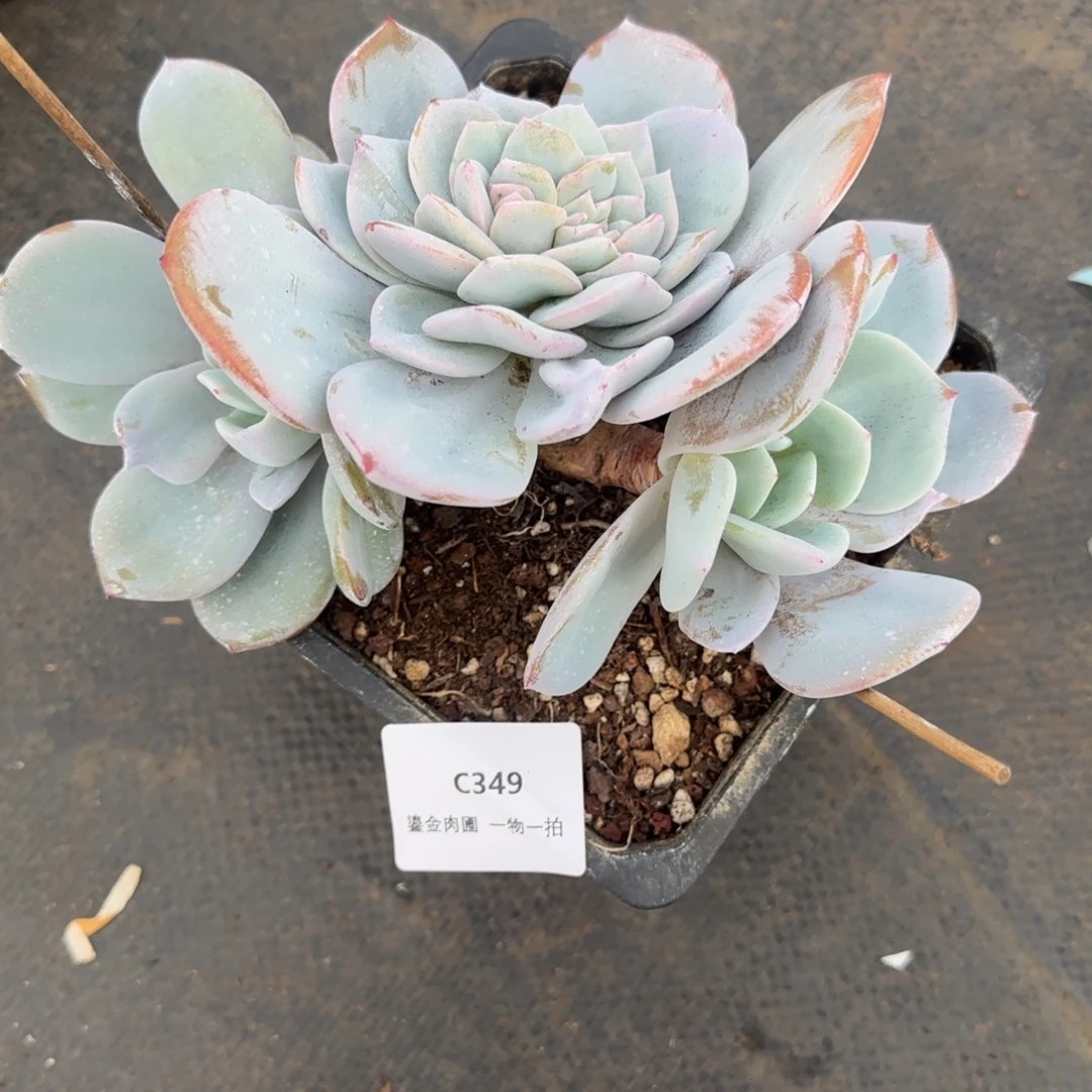 家***贝C349三头奶茶