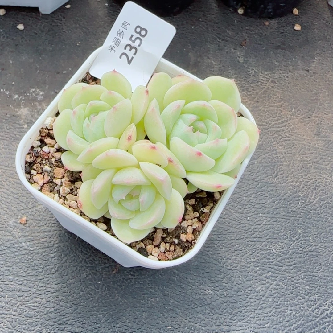 白体孤品群，2358多肉植物