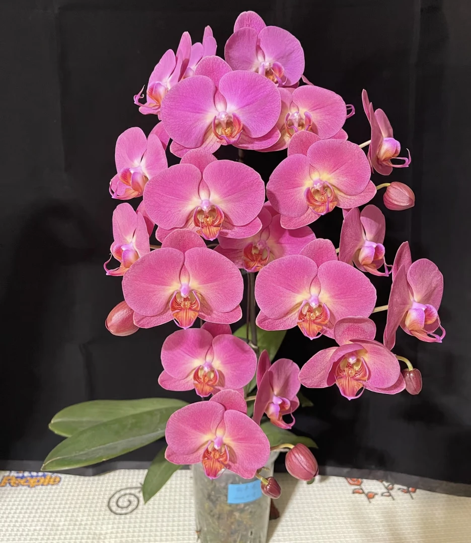 蝴蝶兰【红苹果】3.5出剑苗