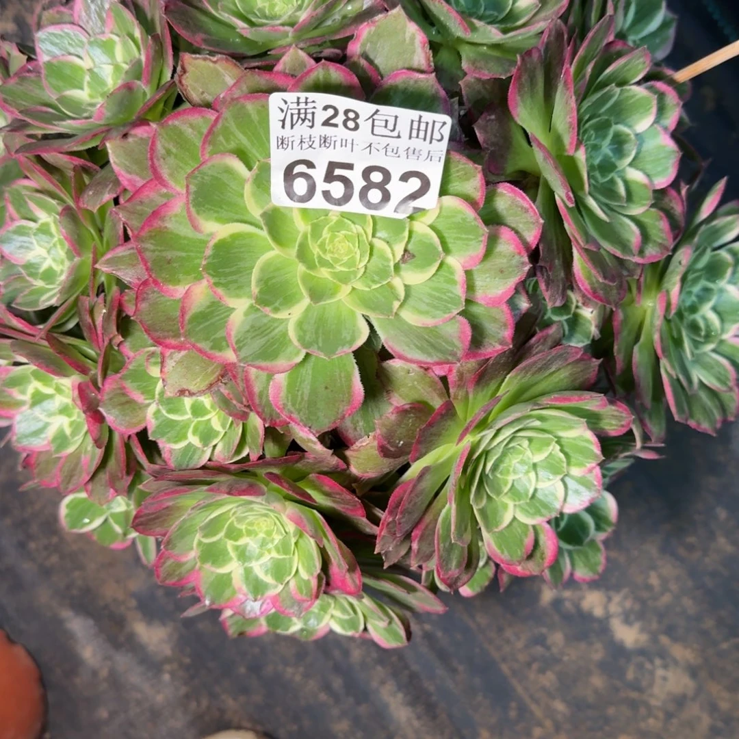 6582水蜜桃多肉zhiwu