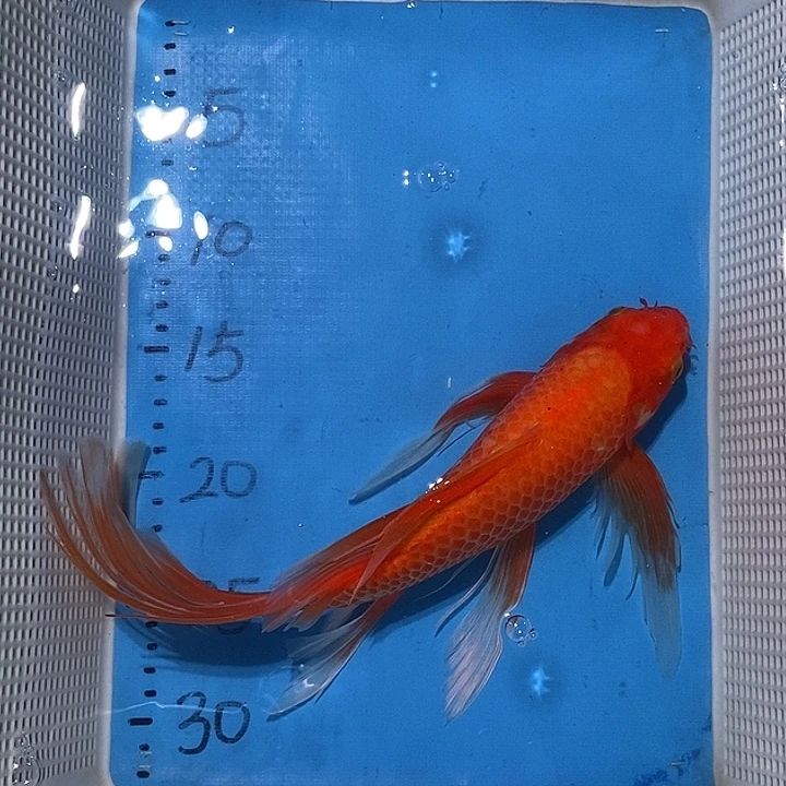锦鲤锦鲤包邮包售后