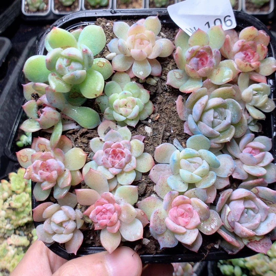 无花朵W106yyyyyyyyy