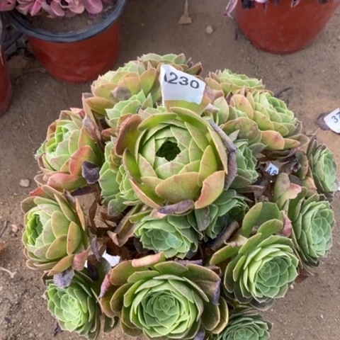 万圣夜捧花一物一拍