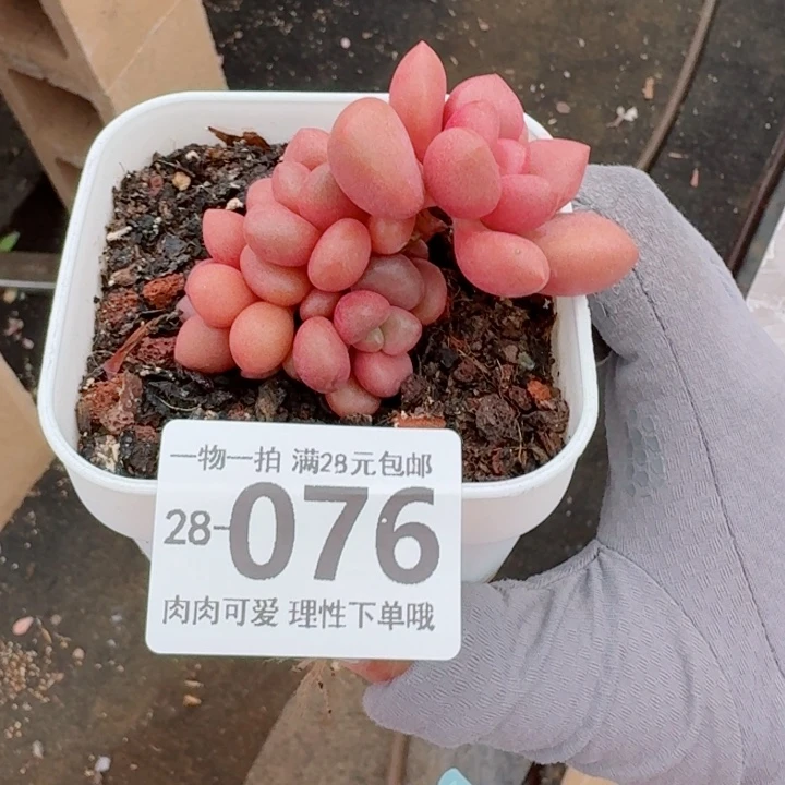 先锋派无盆土发货多