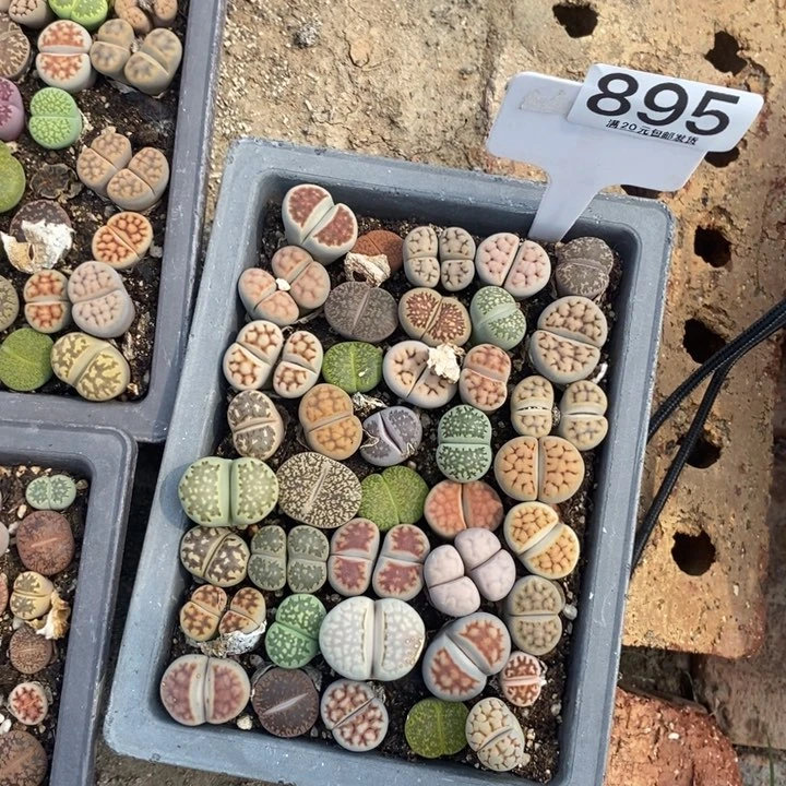 冰*生石花小苗895