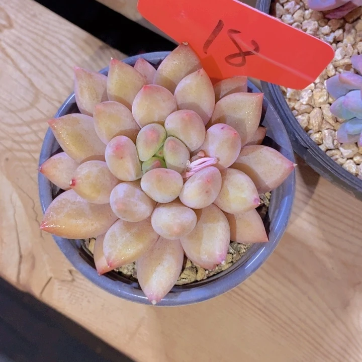 @****逝在家里面吃饭的吗