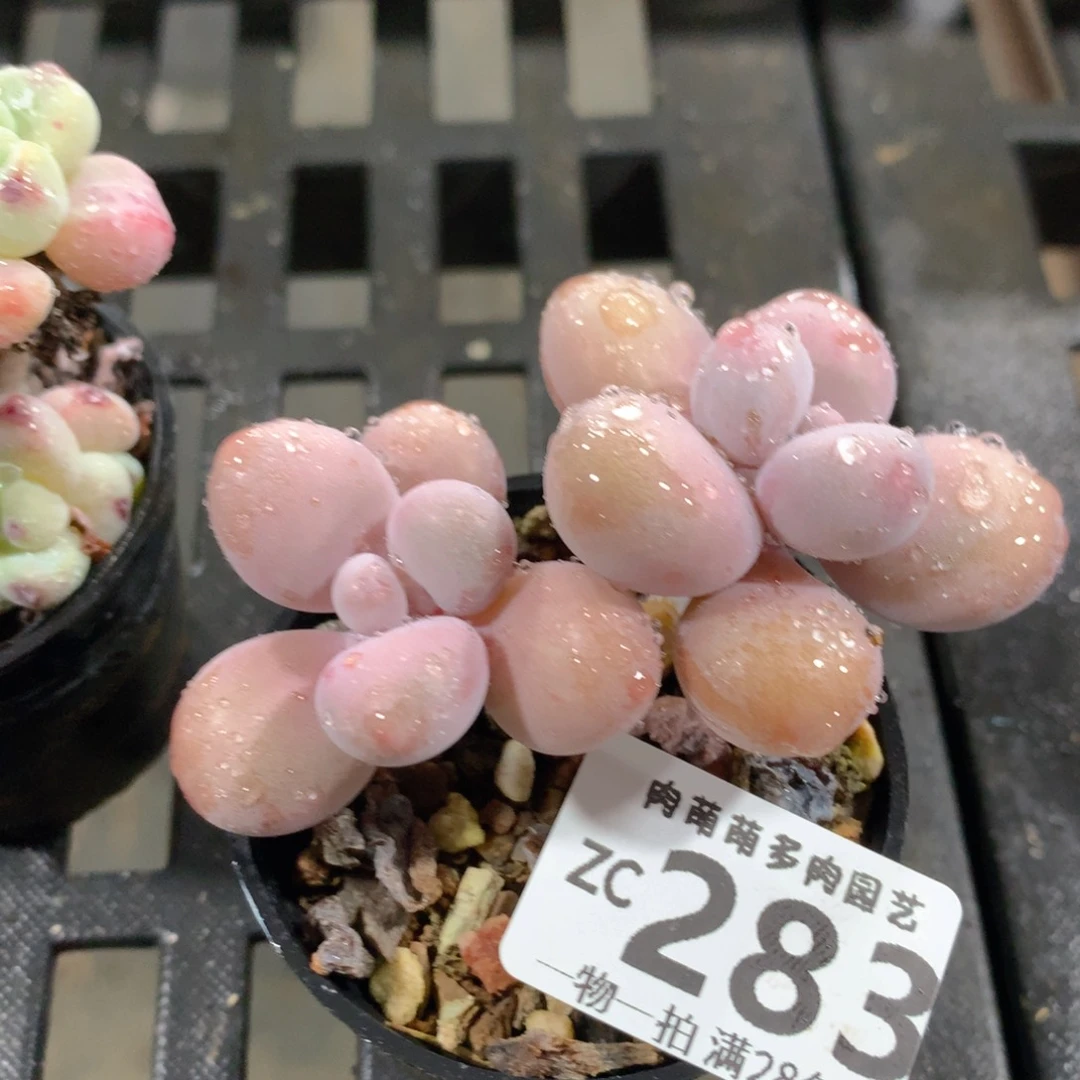 肉萌萌拇指盆精控多肉ZC283