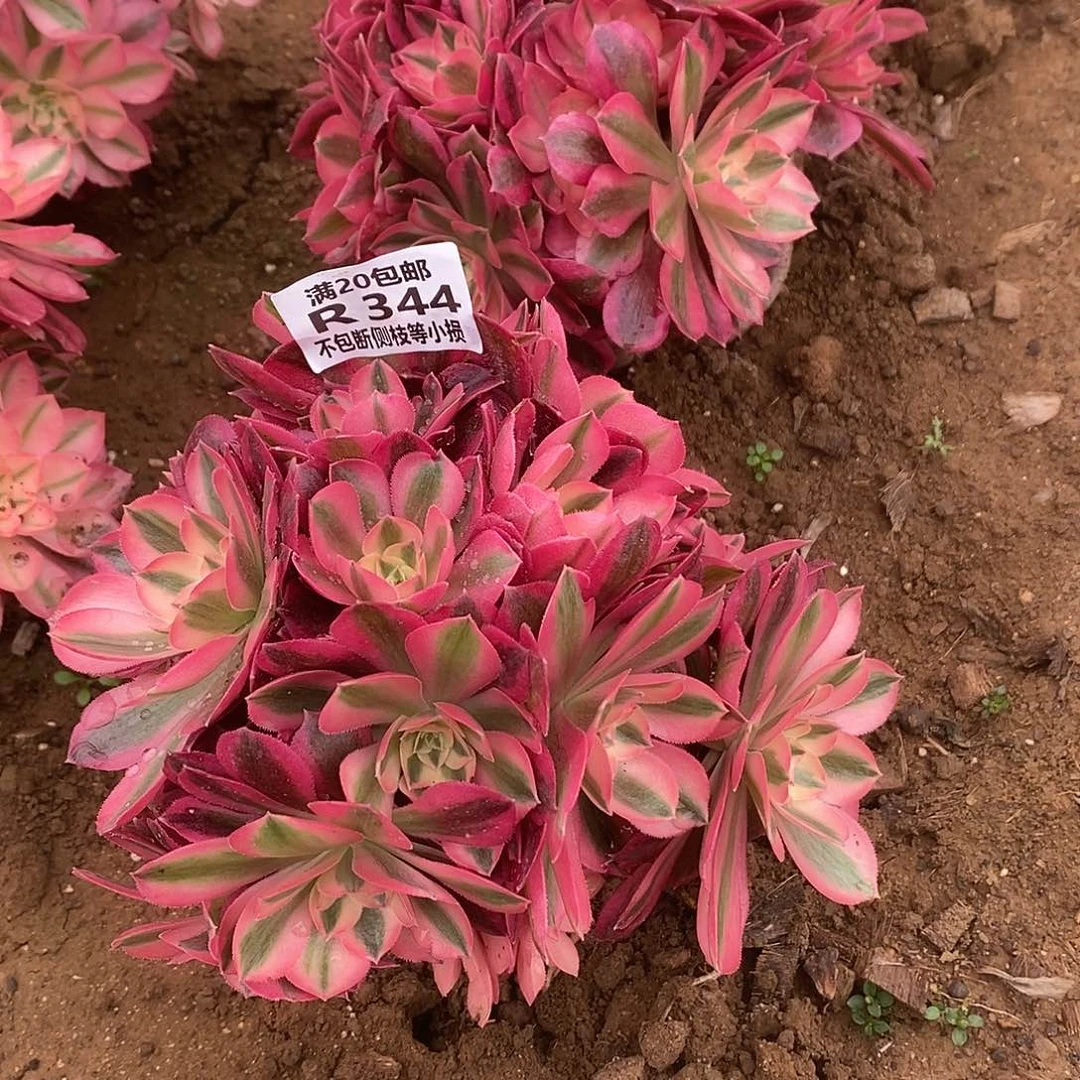 344女巫多肉法师锦多肉有砍