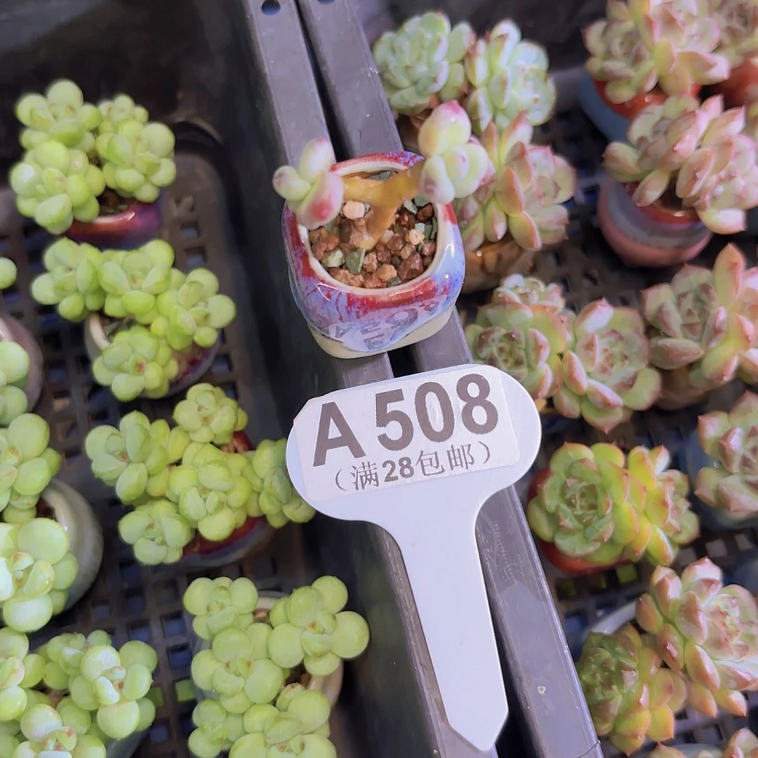 A508萤火虫一物一拍