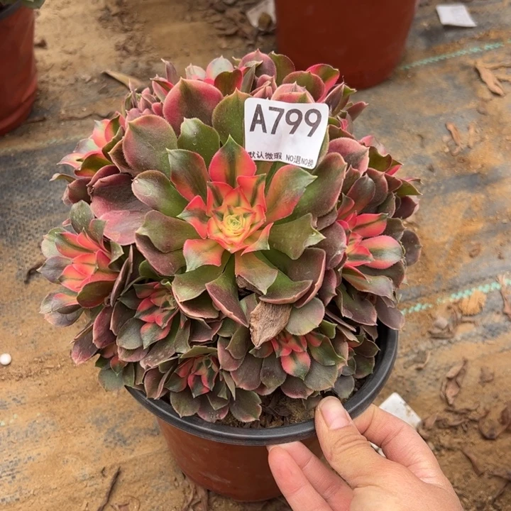 香妃多肉植物799.