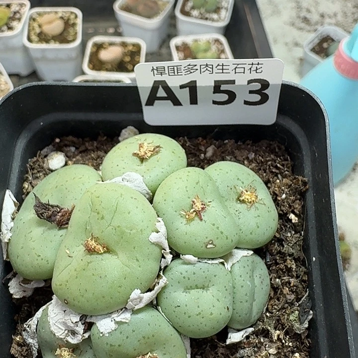 153多肉植物多肉植物