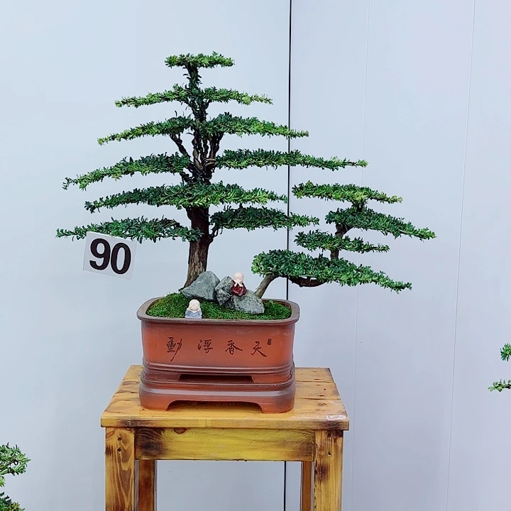 松树盆景一物一拍