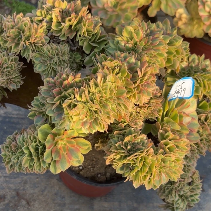 红秀缀有瑕疵不包损19