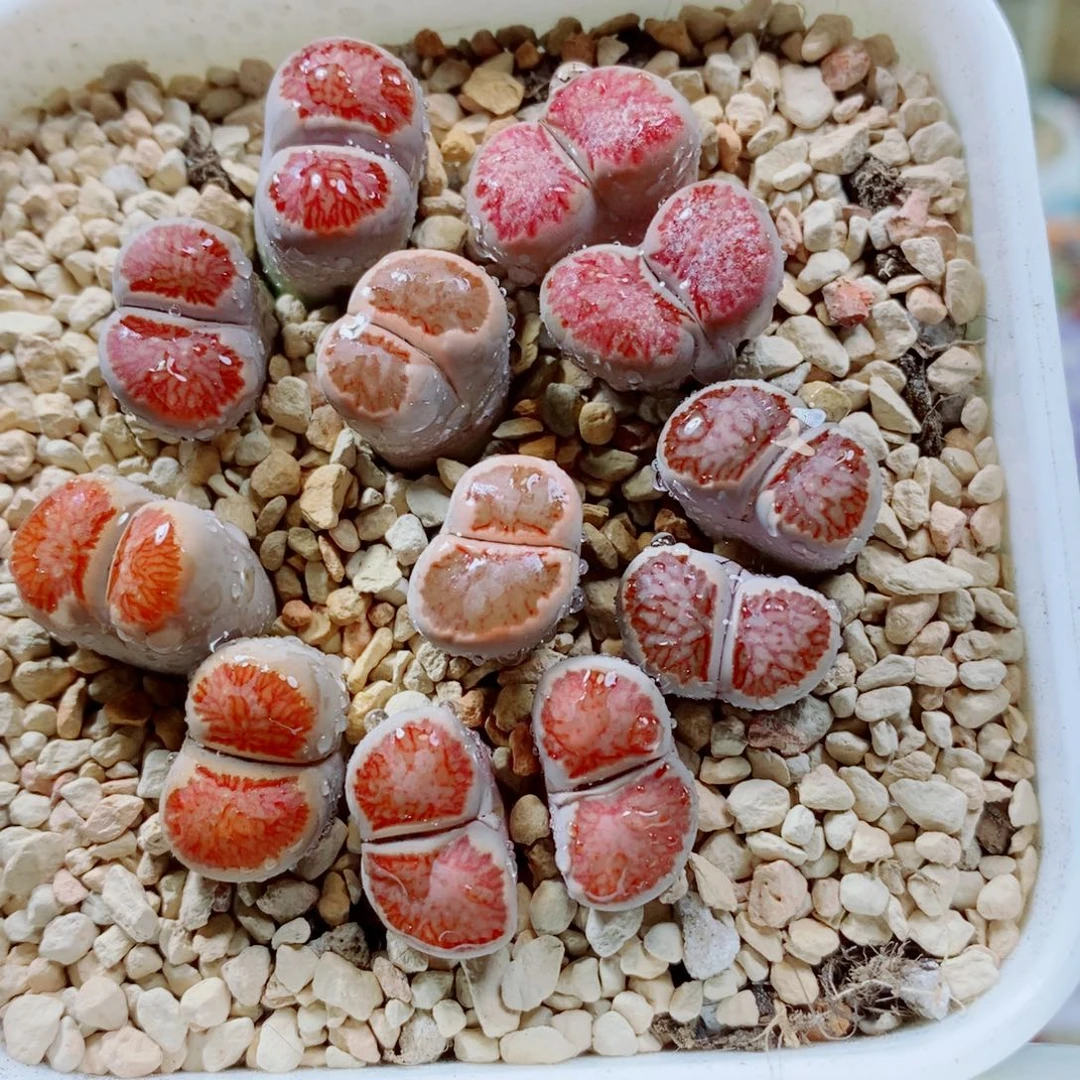 生石花花花花花花花花796